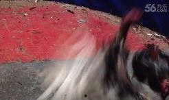 小李的爆料视频大全最新,揭秘娱乐圈幕后真相