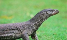 印度巨蜥爆料新闻最新,揭秘神秘生物栖息地之谜